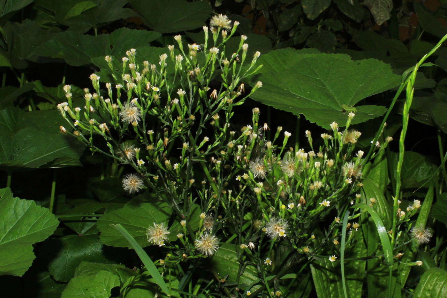 Symphyotrichum squamatum,