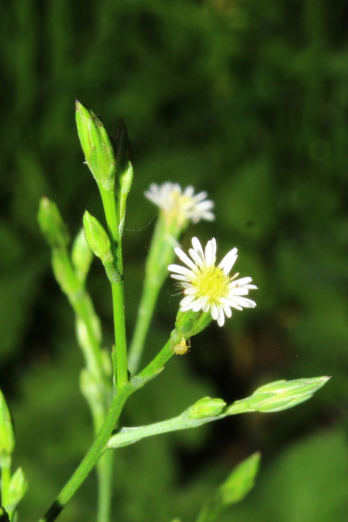 Symphyotrichum squamatum,