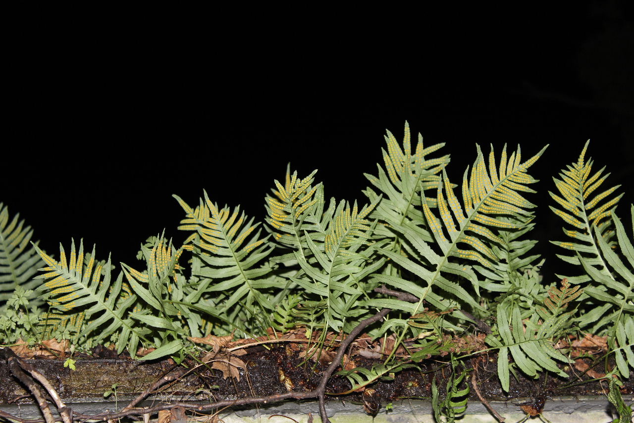 Polypodium cfr. cambricum