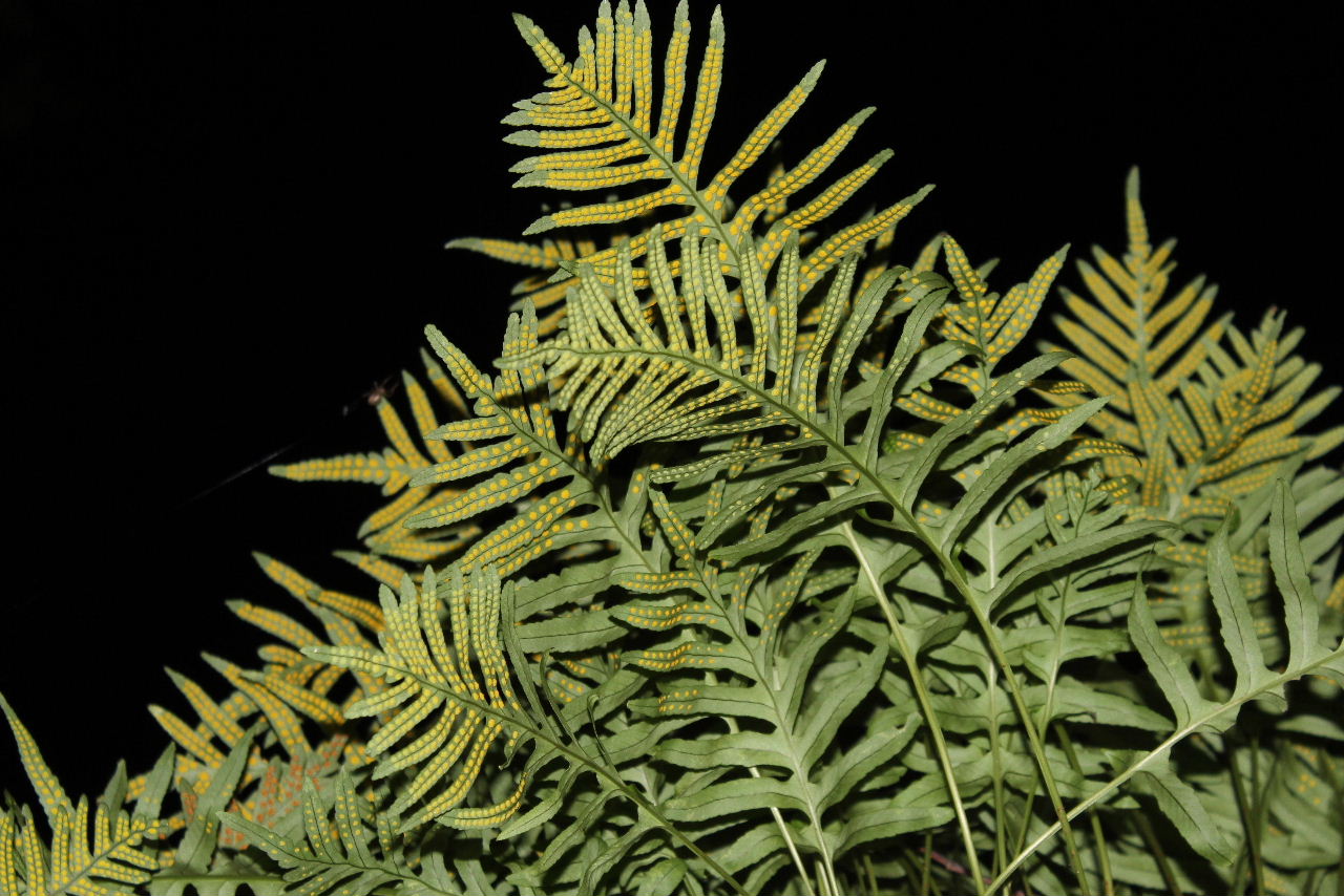 Polypodium cfr. cambricum