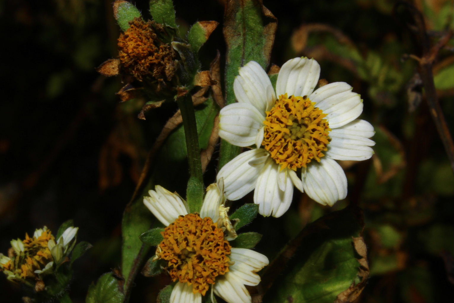 Bidens pilosa / Forbicina pelosa