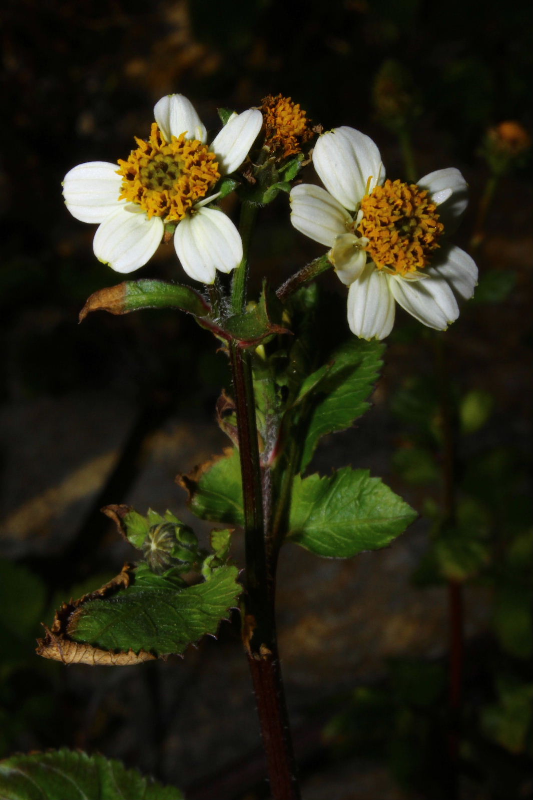 Bidens pilosa / Forbicina pelosa