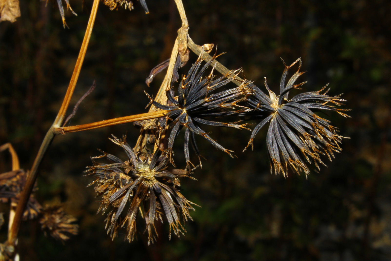 Bidens pilosa / Forbicina pelosa