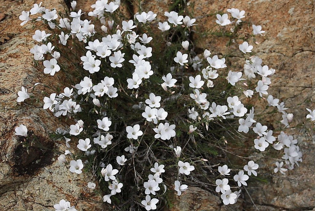 Linum suffruticosum / Lino suffruticoso