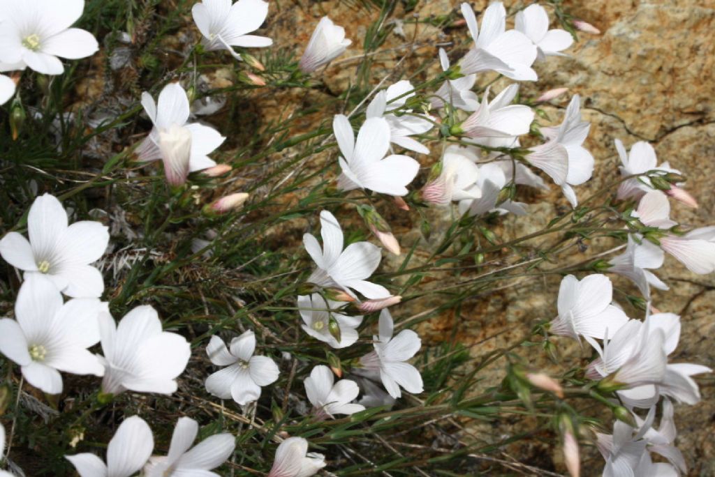 Linum suffruticosum / Lino suffruticoso