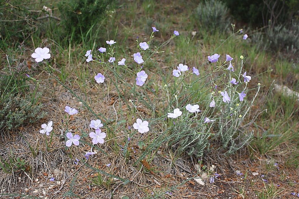 Linum narbonense / Lino lesinino