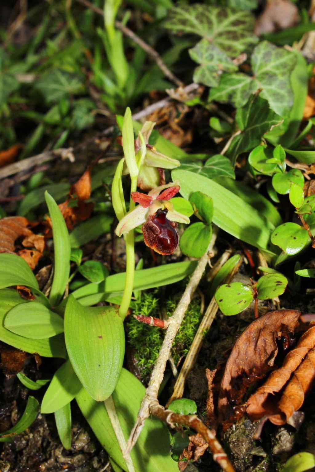 Ophrys spegodes mini