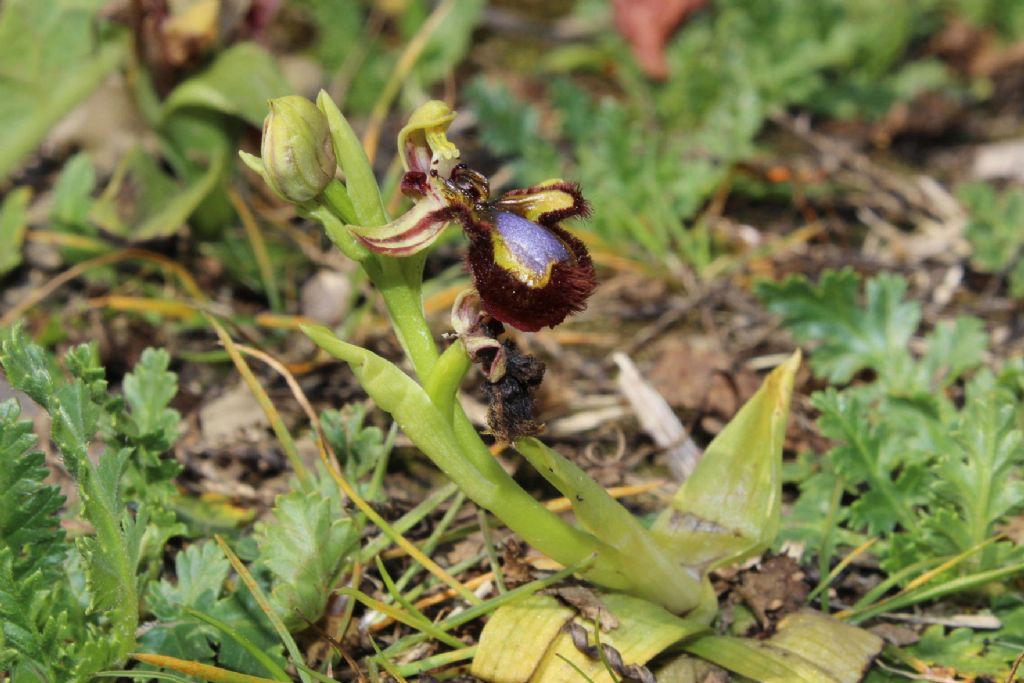 Per Orchidee lungo la piana del fiume Magra (SP)