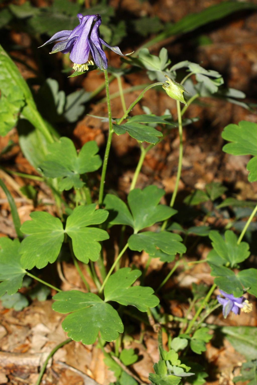 Aquilegia ophiolitica