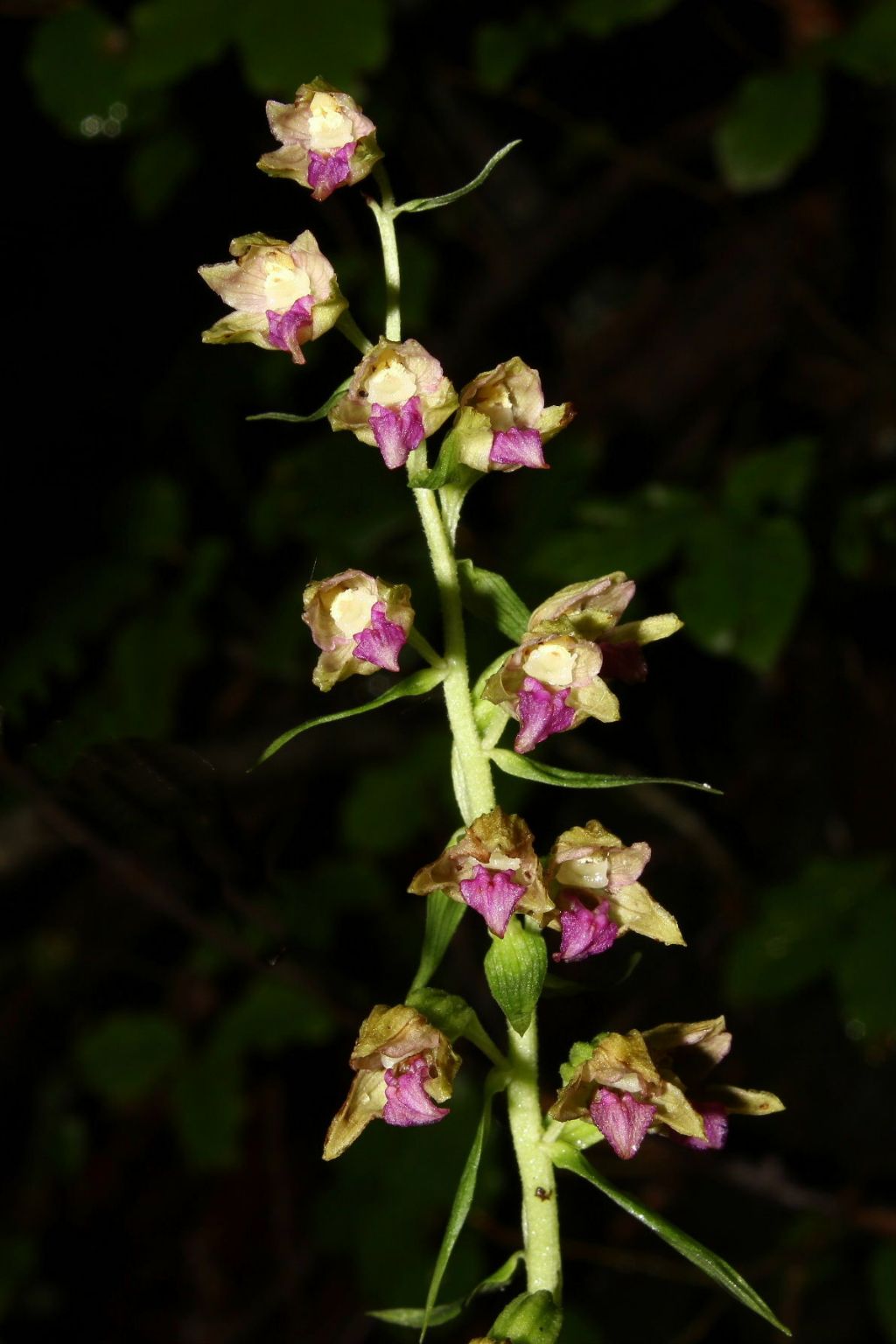 Epipactis thesaurensis in Lessinia