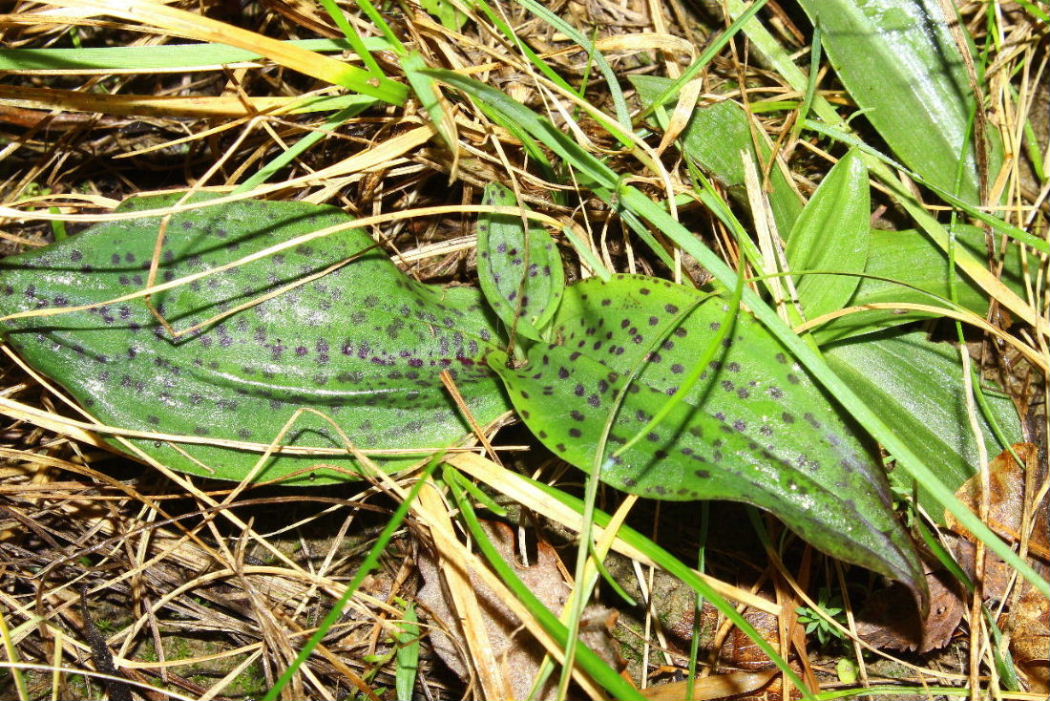 Ophrys sphegodes ssp. massiliensis