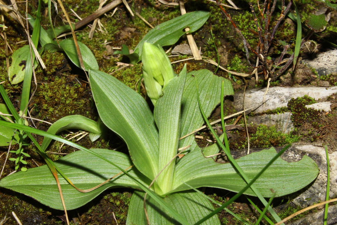 Ophrys sphegodes ssp. massiliensis