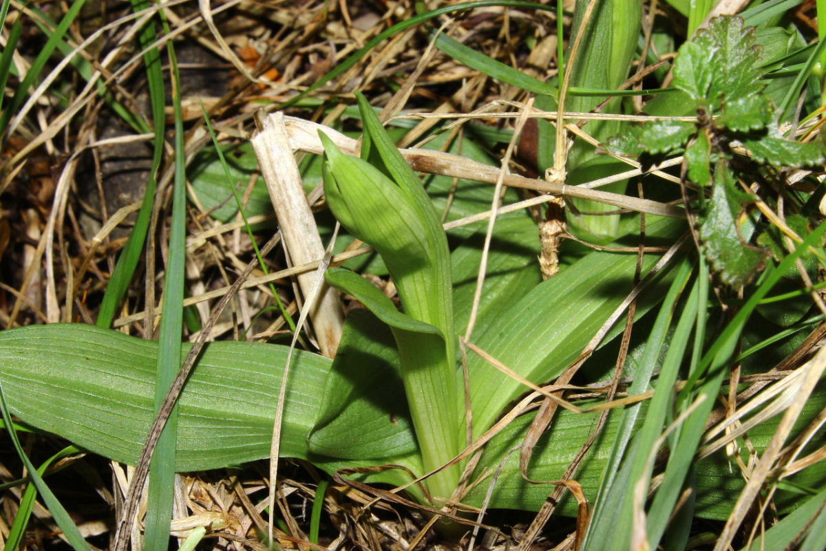 Ophrys sphegodes ssp. massiliensis