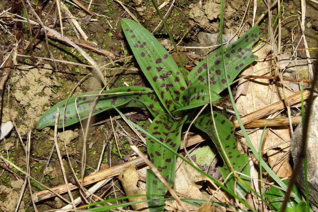 Ophrys sphegodes ssp. massiliensis