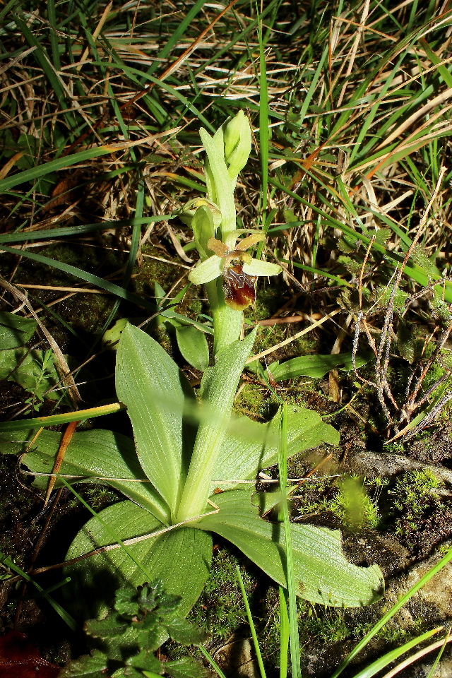 Ophrys massiliensis Viglione & Vla