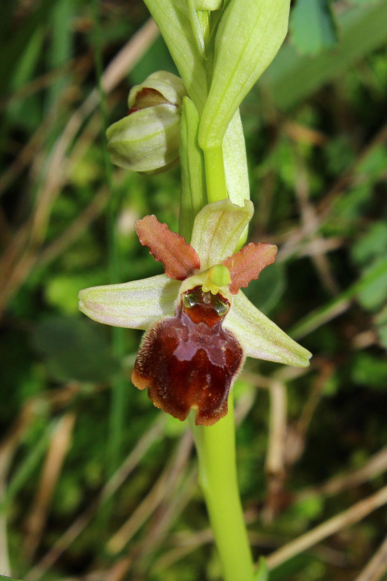 Ophrys spegodes mini