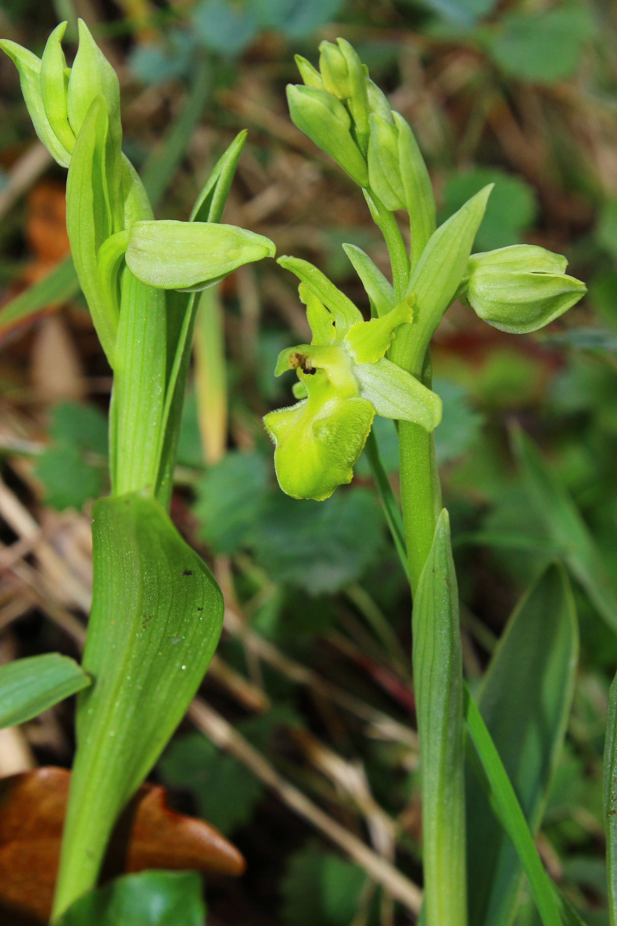 Ophrys sphegodes albina