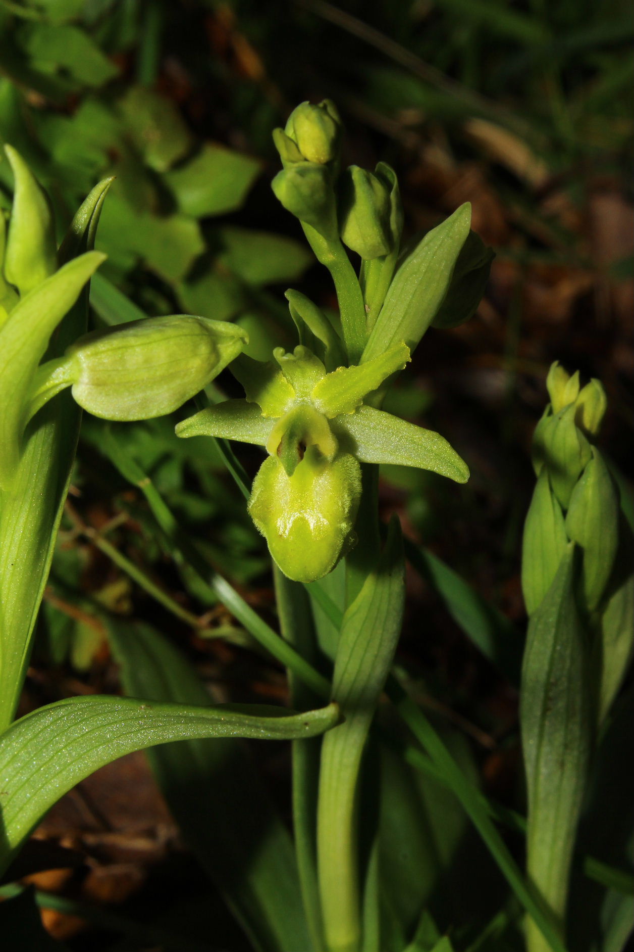 Ophrys sphegodes albina