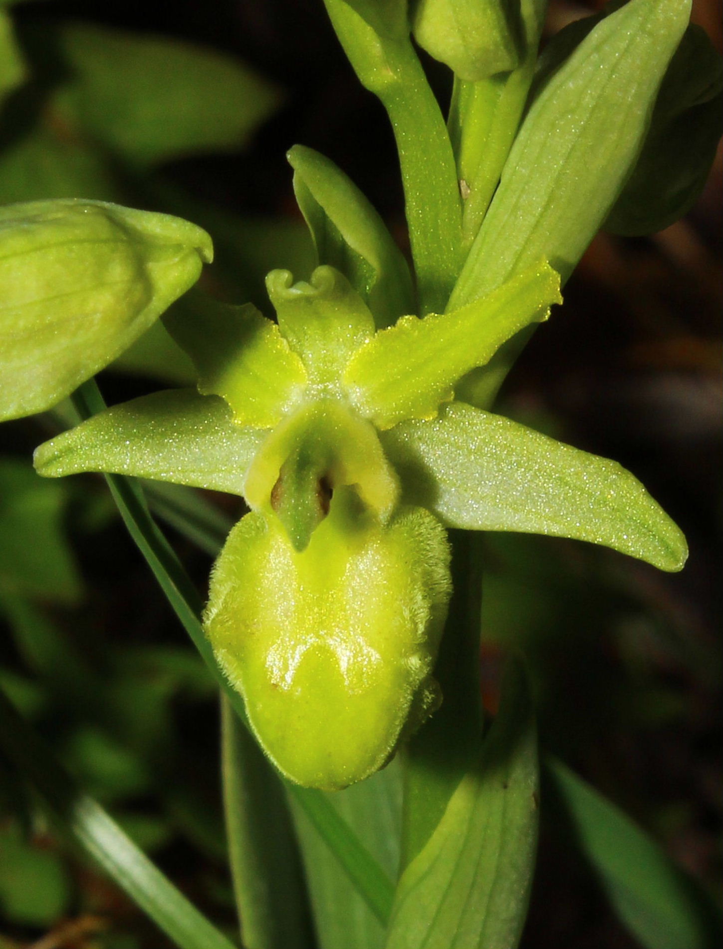 Ophrys sphegodes albina