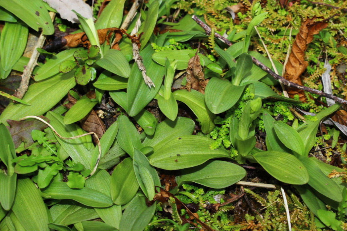 Ophrys spegodes mini