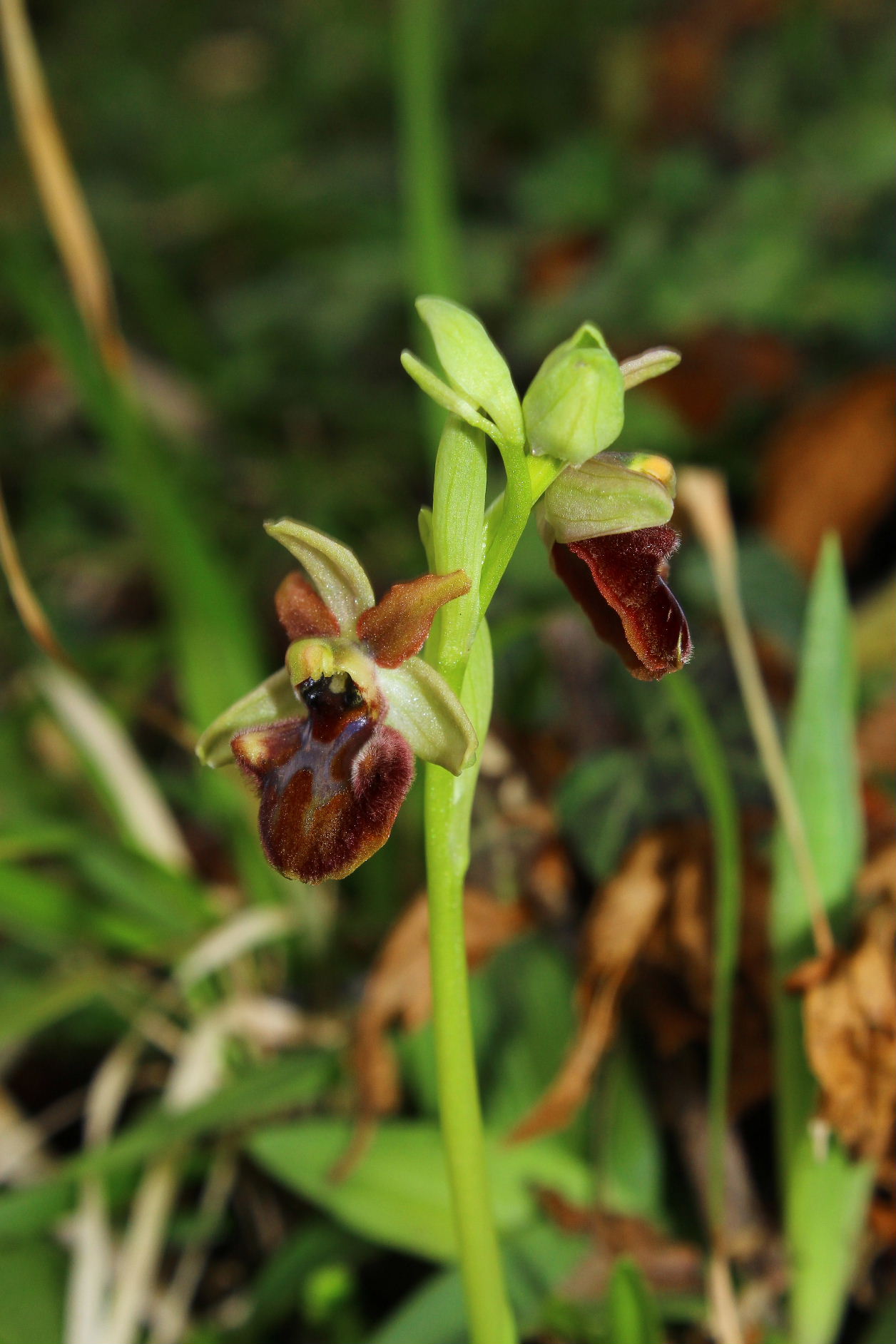 Ophrys spegodes mini