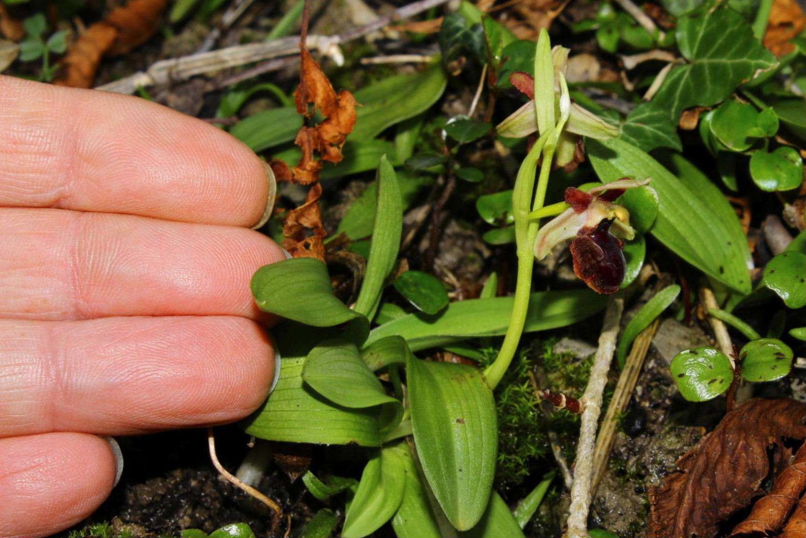 Ophrys spegodes mini