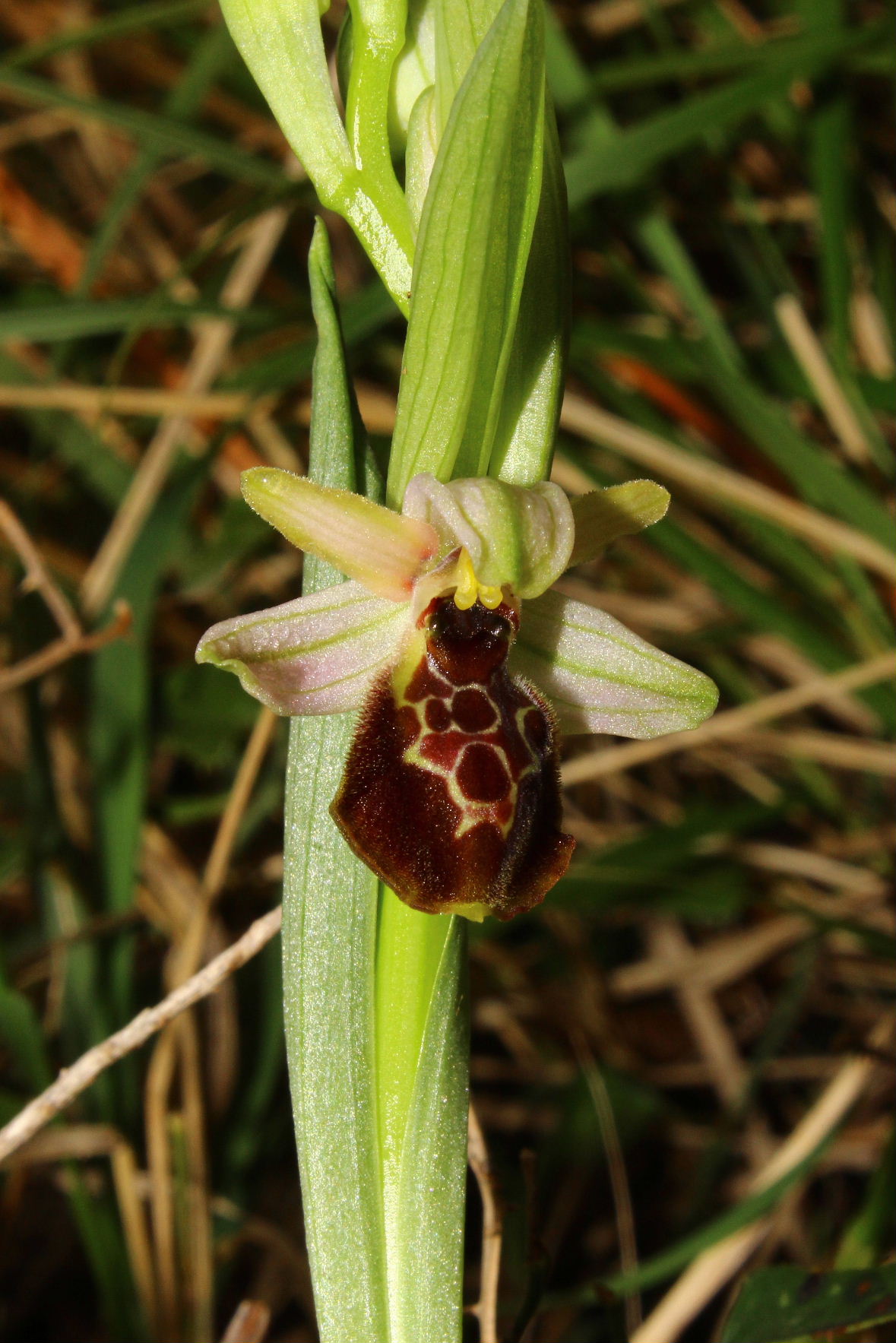 Ophrys exaltata Ten. subsp. montis-leonis