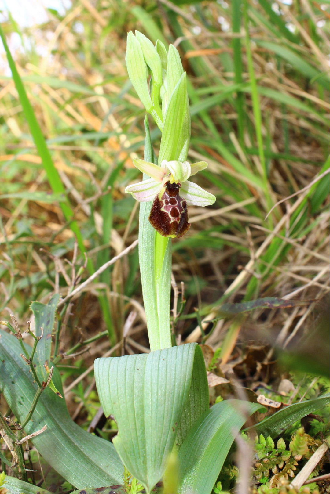 Ophrys exaltata Ten. subsp. montis-leonis