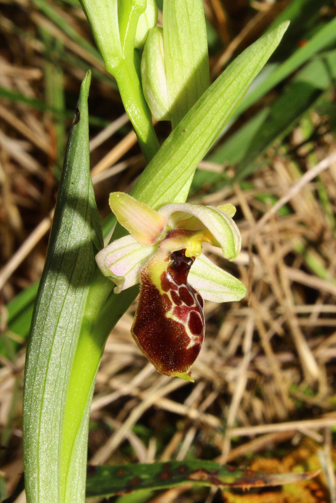 Ophrys exaltata Ten. subsp. montis-leonis