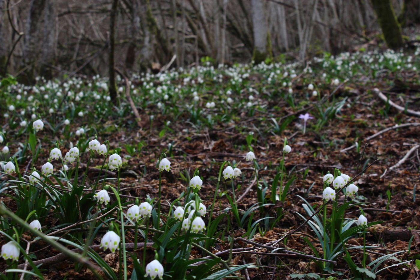 Leucojum vernum