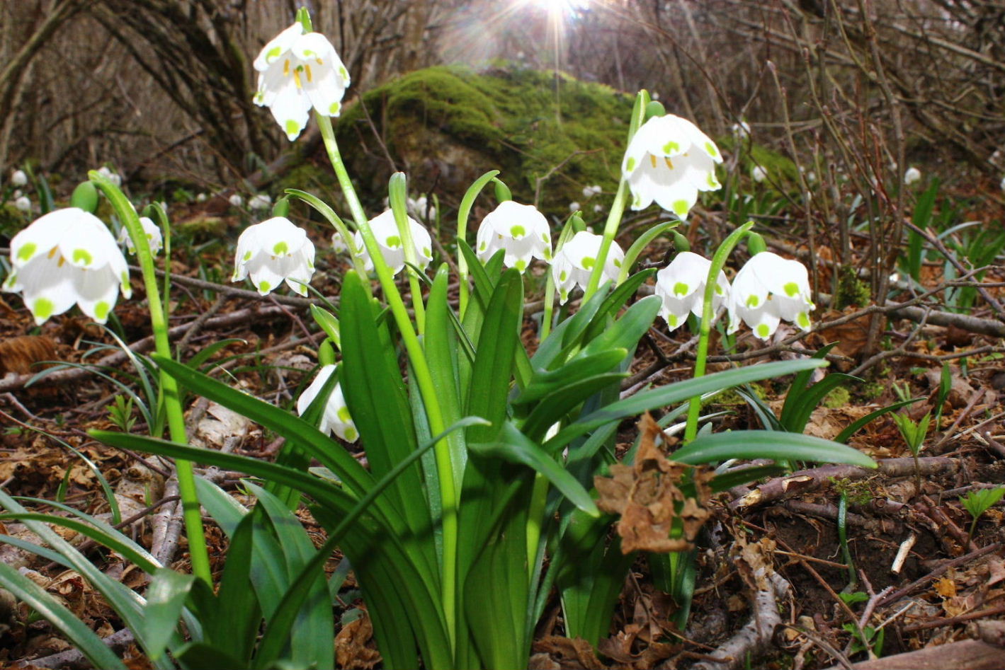 Leucojum vernum