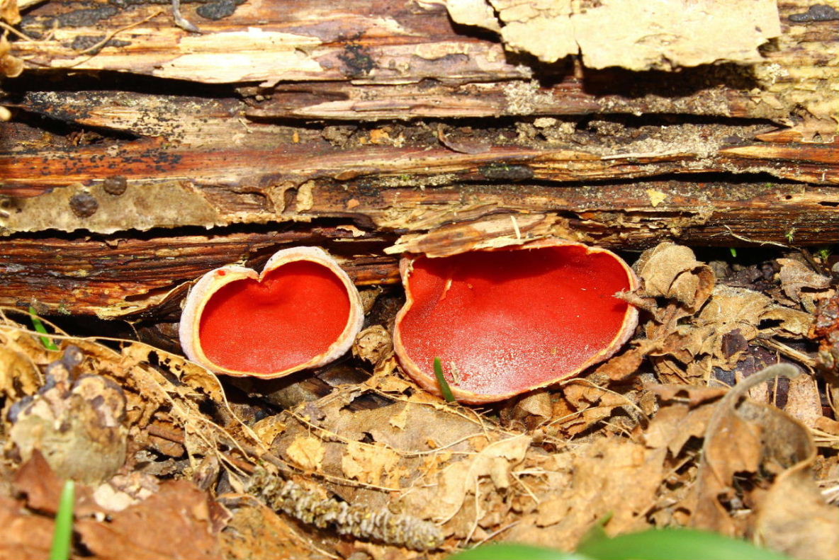 Da determinare, fotografato in noccioleto