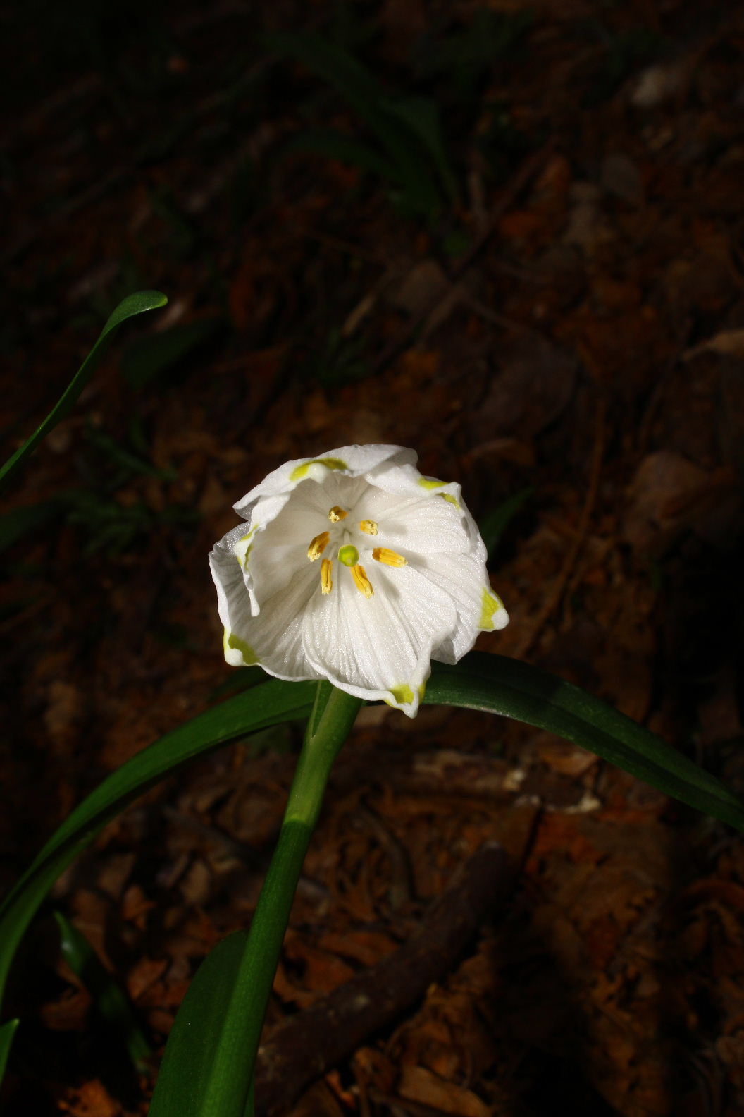 Leucojum vernum