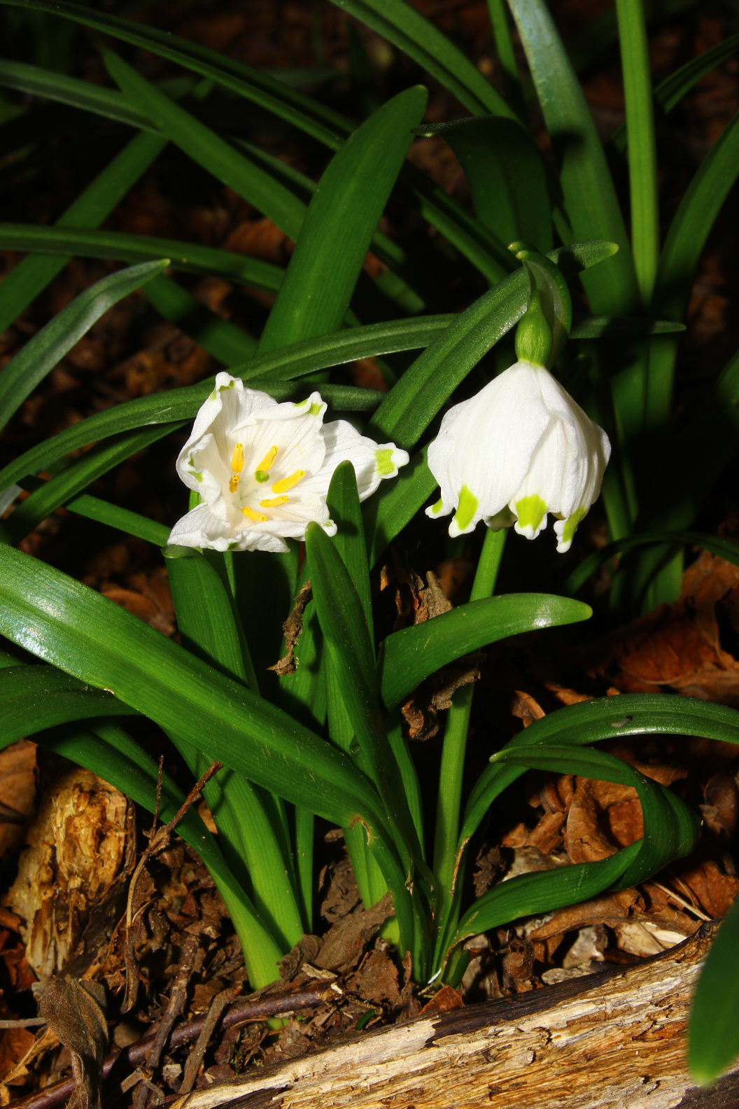 Leucojum vernum