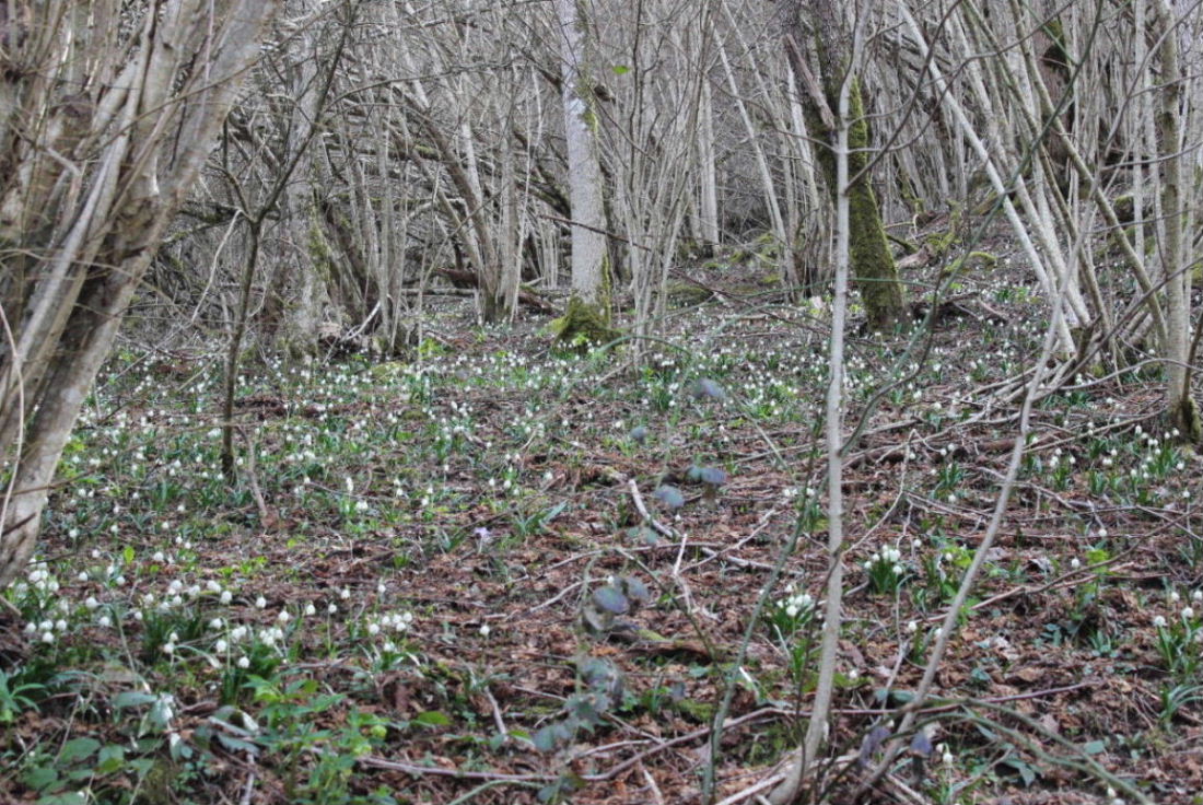 Leucojum vernum