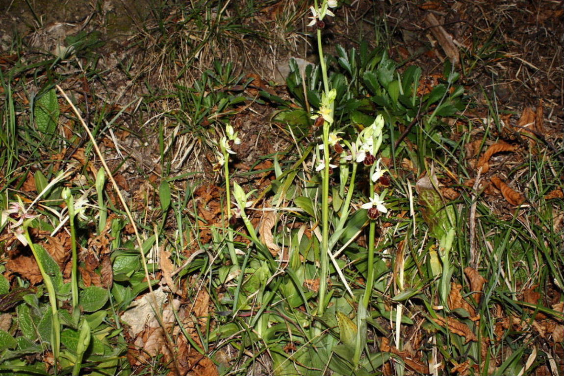 Ophrys montis-leonis