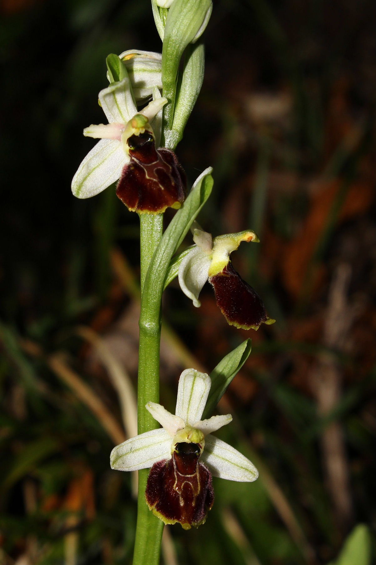 Ophrys montis-leonis