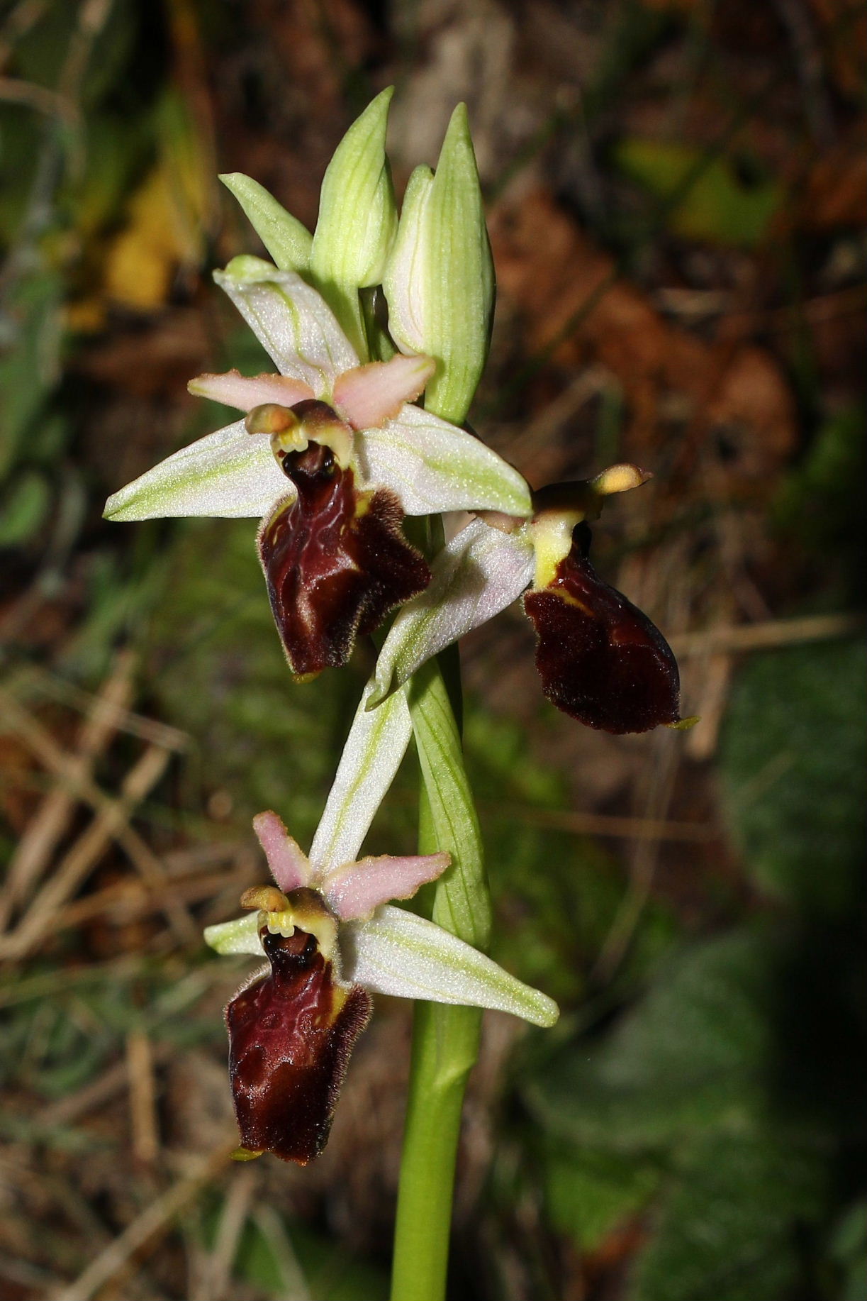 Ophrys montis-leonis