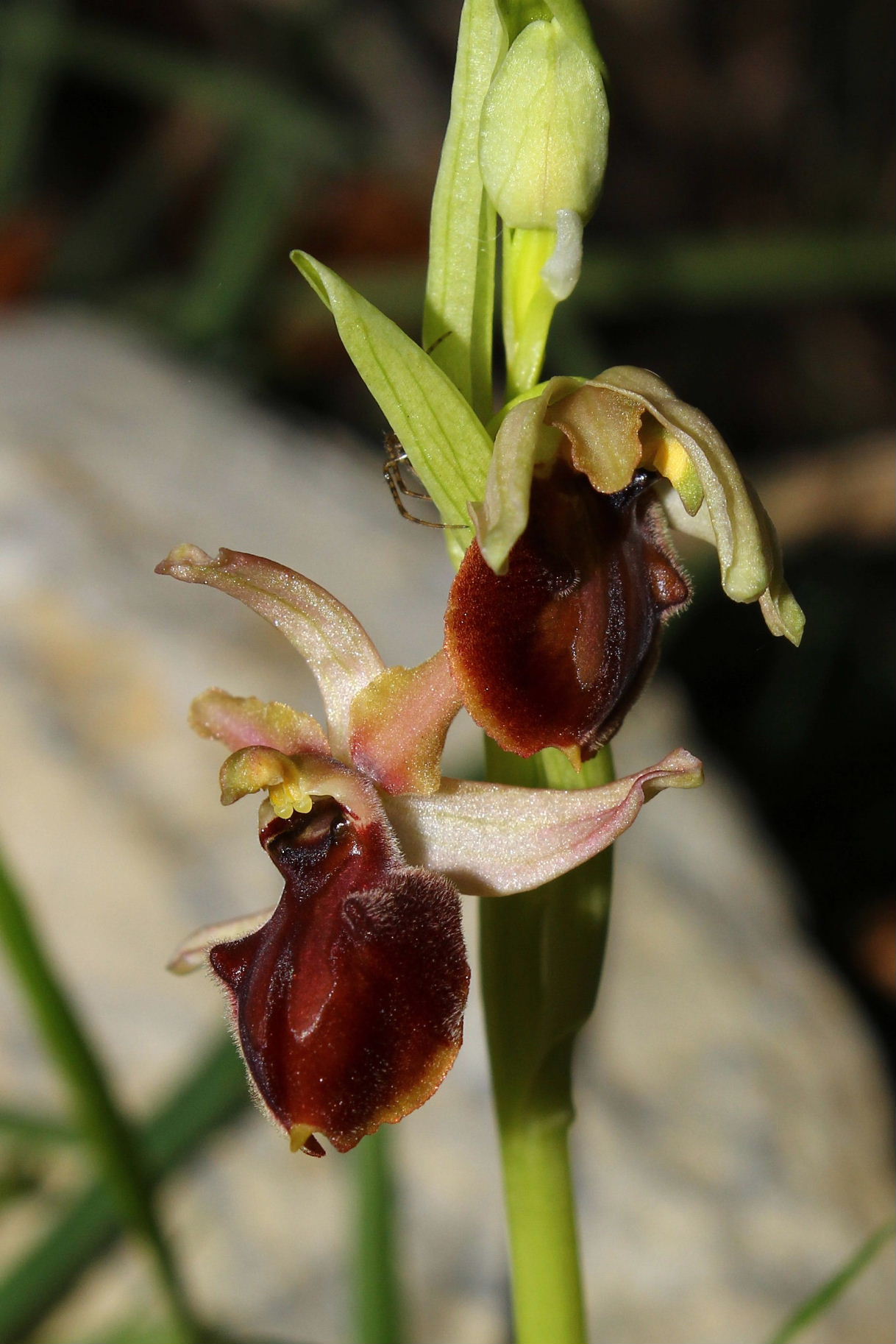 Ophrys montis-leonis