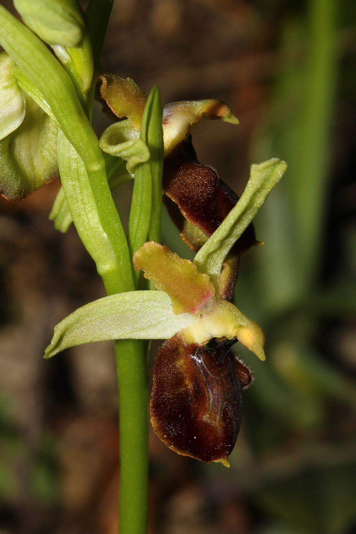 Ophrys montis-leonis