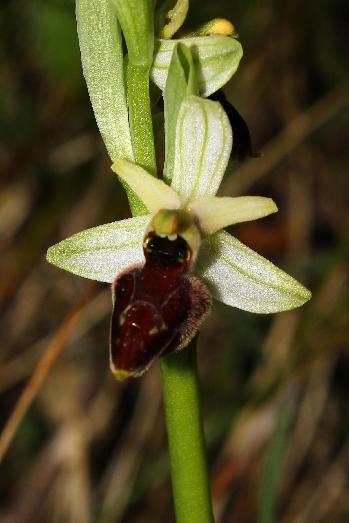 Ophrys montis-leonis