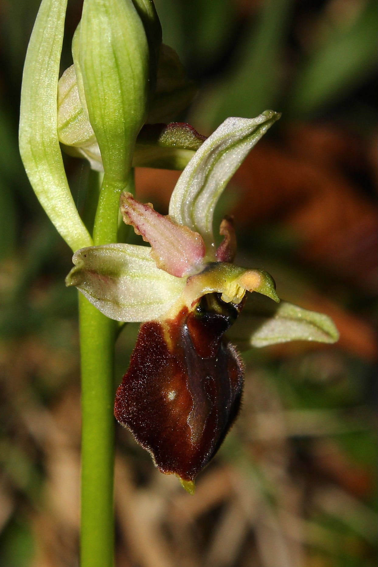 Ophrys montis-leonis