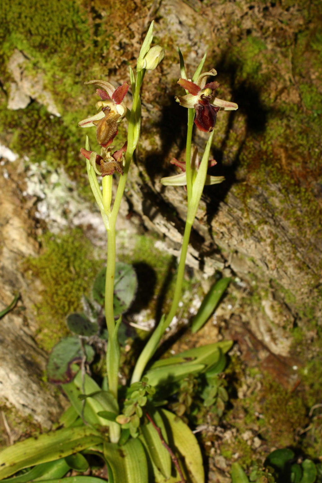 Ophrys sphegodes ??