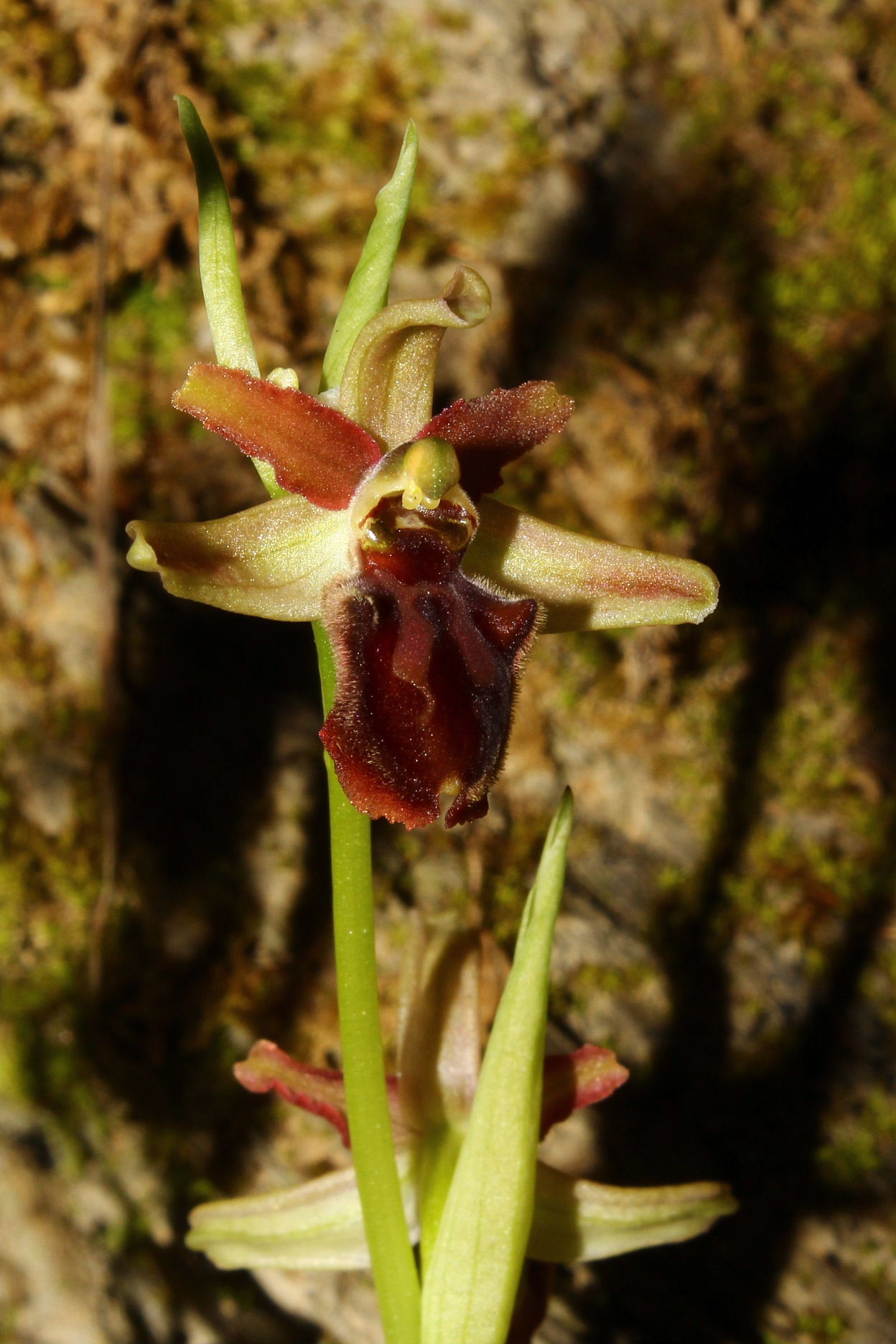 Ophrys sphegodes ??