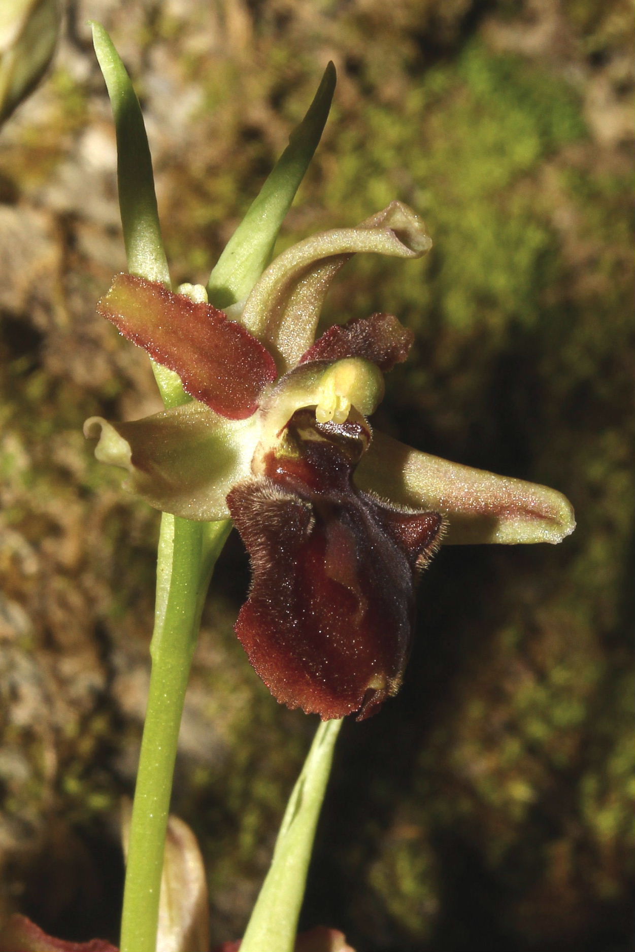 Ophrys sphegodes ??