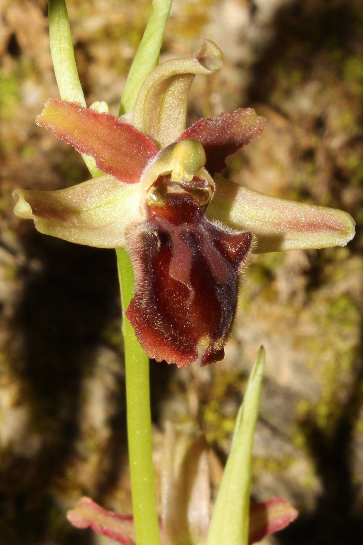 Ophrys sphegodes ??