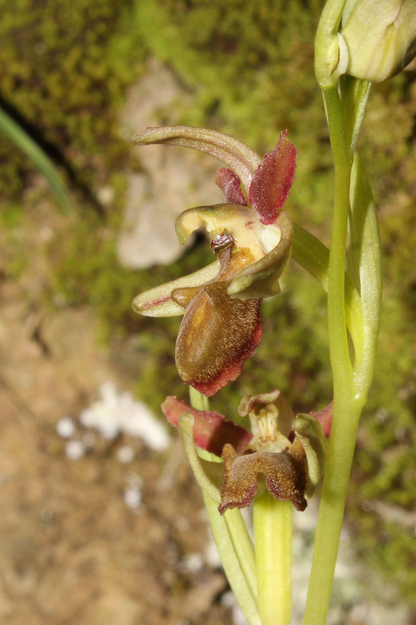 Ophrys sphegodes ??