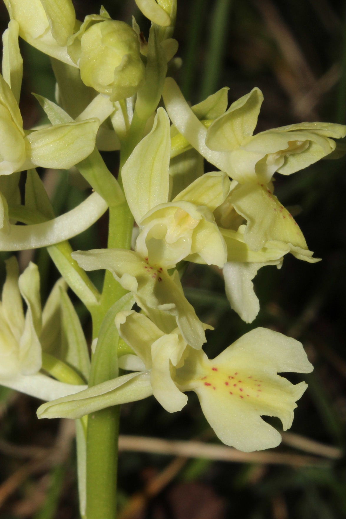 Orchis provincialis