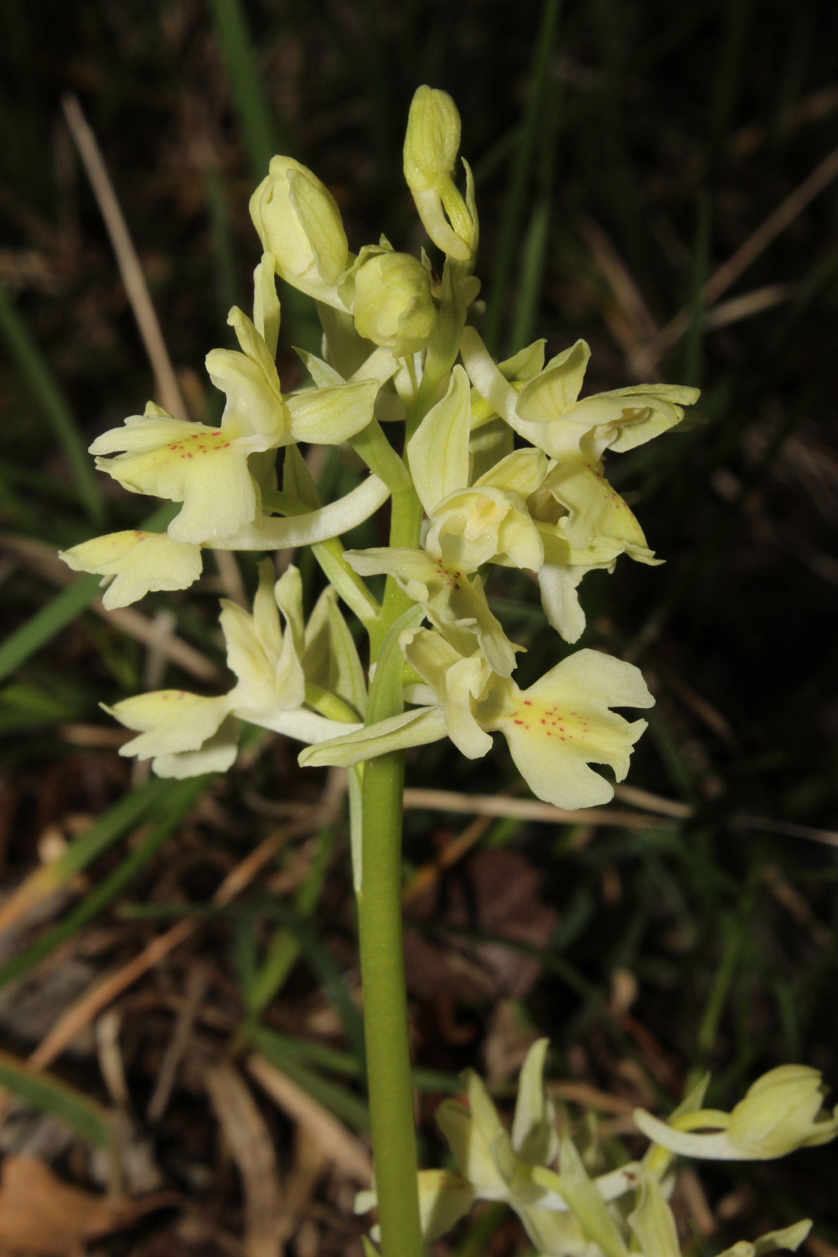 Orchis provincialis