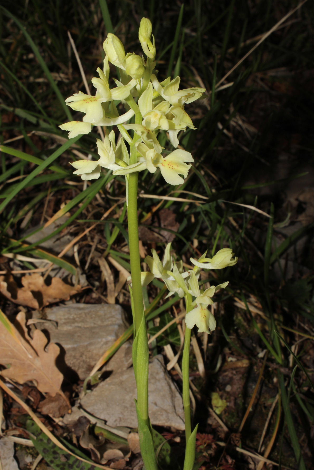 Orchis provincialis